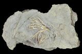 Two Fossil Crinoids (Cercidocrinus) - Iowa #114373-1